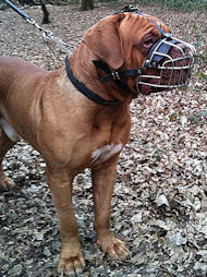 Wire Basket Dog Muzzle for Dogue De Bordeaux UK Wire Basket Dog Muzzle for Dogue De Bordeaux UK